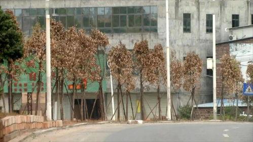 河源今日一线爆料,揭秘背后惊人真相 第1张 河源今日一线爆料,揭秘背后惊人真相 第1张