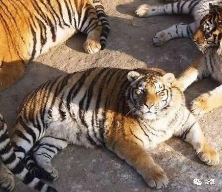 球商小老虎最新爆料,最新爆料背后的精彩故事  第2张